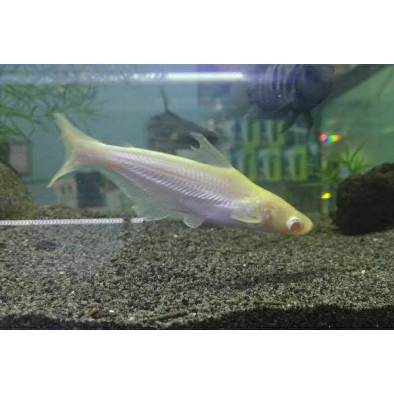 HIASAN AQUARIUM PATIN ALBINO PAKET 10EKOR