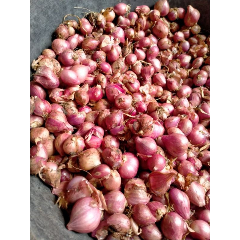 

BAWANG MERAH SUPER