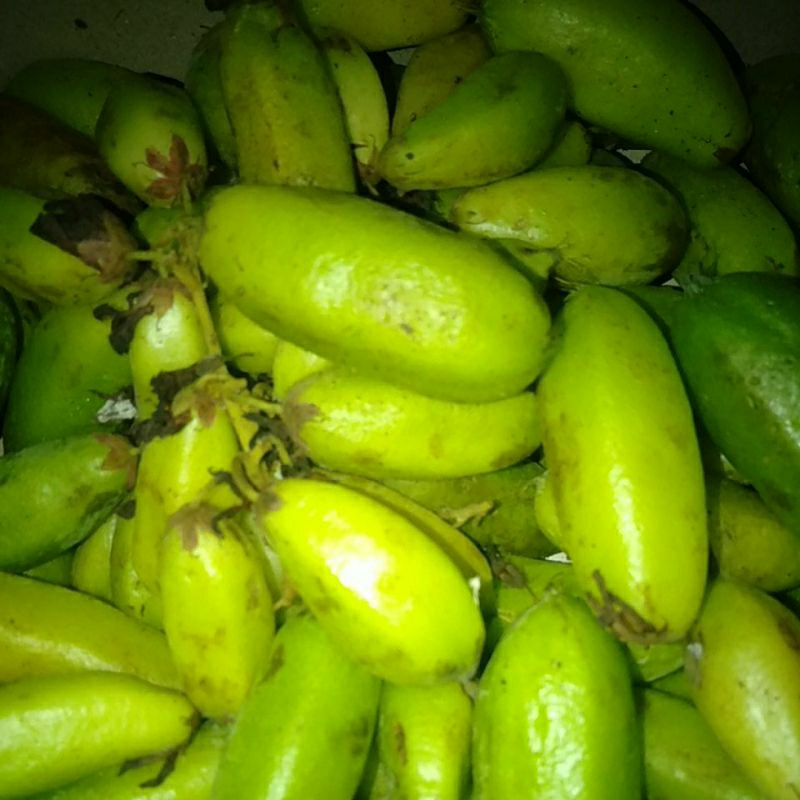 

BUAH BLIMBING BELIMBING WULUH SEGAR