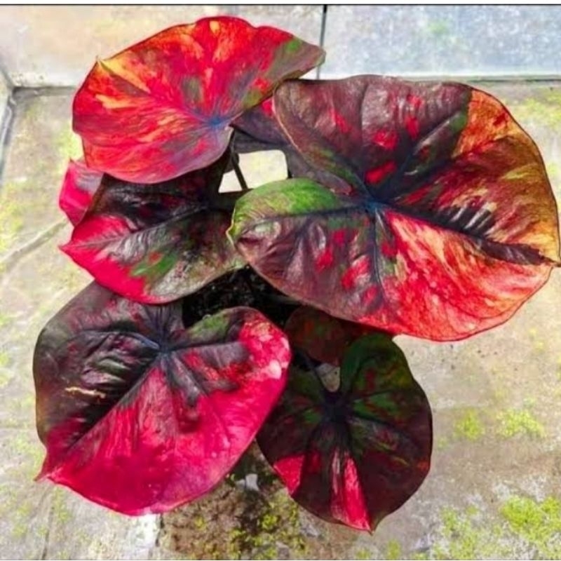 caladium red devil
