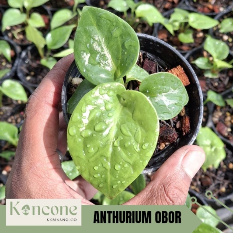 anthurium obor