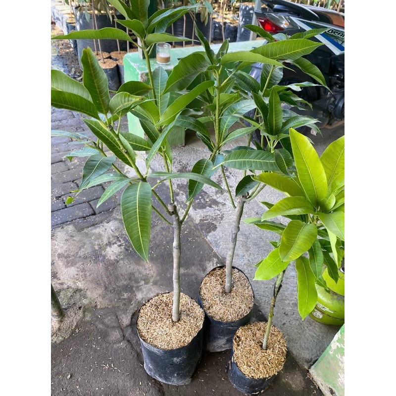 Bibit buah mangga - bibit buah buahan - bibit mangga
