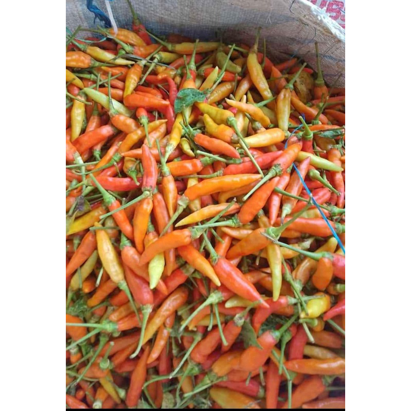 

CABE RAWIT CEPOGO SOLO