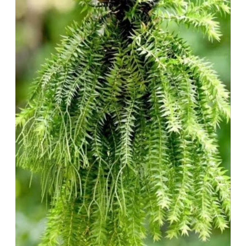 Paket hemat 3 tanaman hias kumpai sisik,kumpai bintang,kumpai ekor tikus