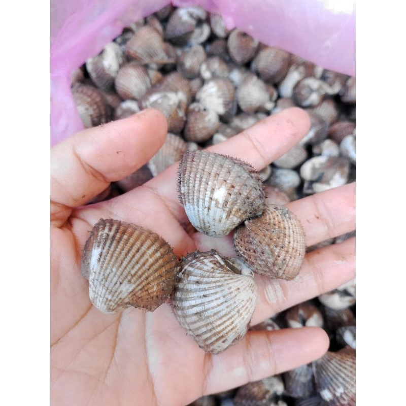 

Kerang bulu/ kerang berat 1kg