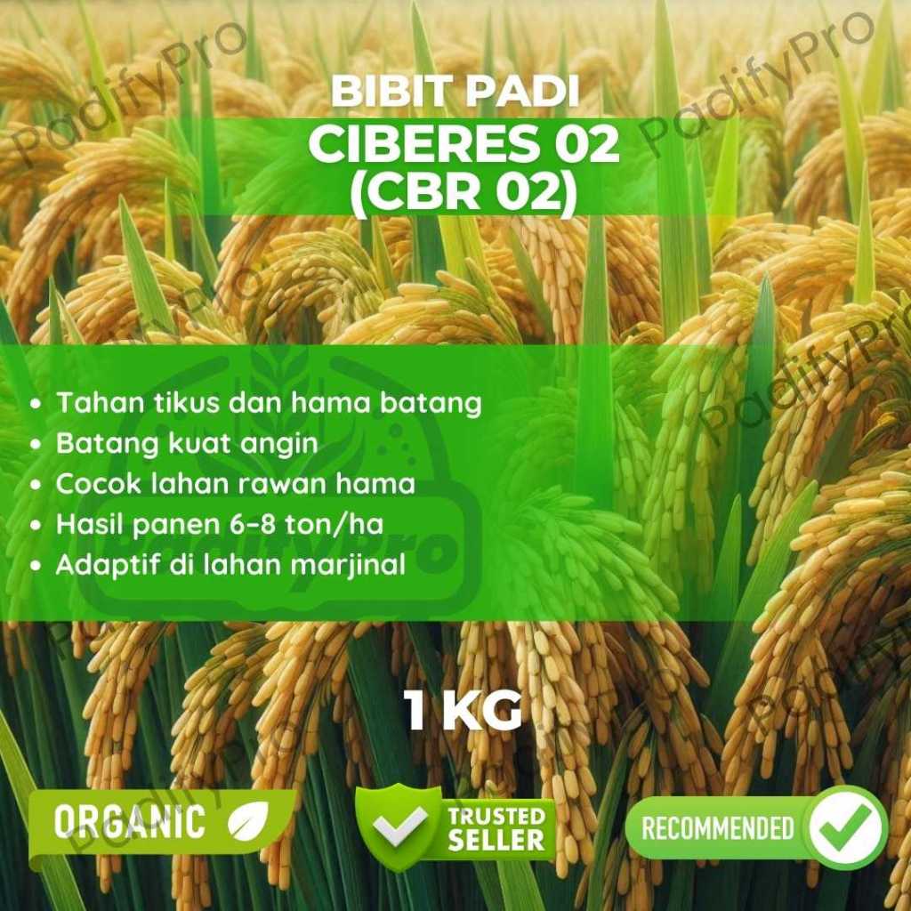 

Bibit Padi Unggul Ciberes 02 CBR 02 Kemasan 1kg Tahan Hama Produktivitas Tinggi