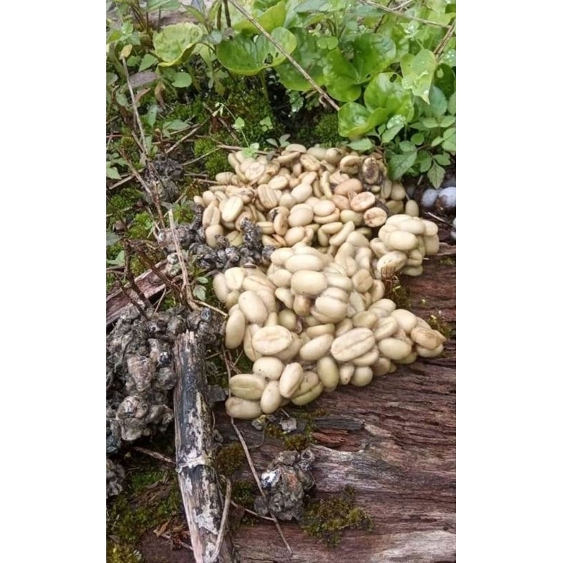 

Kopi luwak liar arabika Gayo 500gram-Bubuk biji asli pure premium