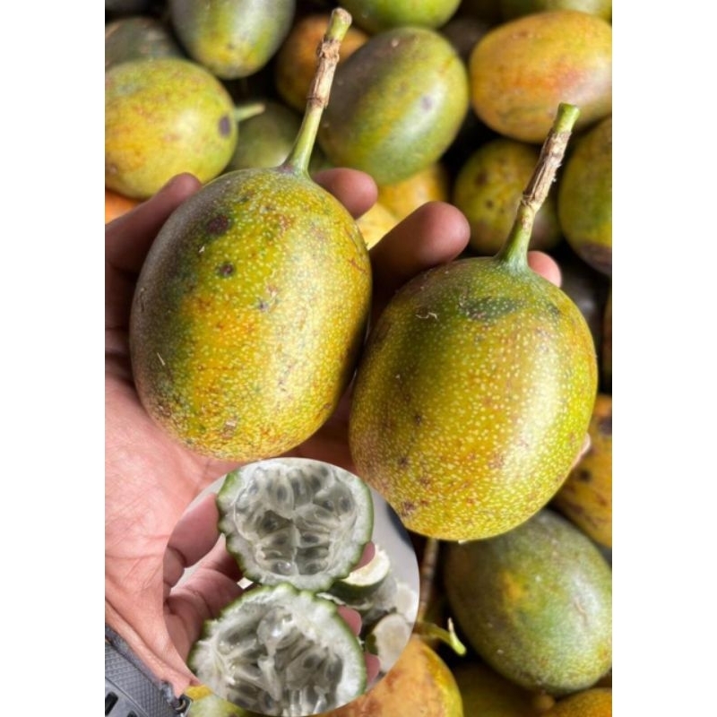 

Konyal Matang Pohon 1kg – Non Karbit, Dijamin Manis & Segar