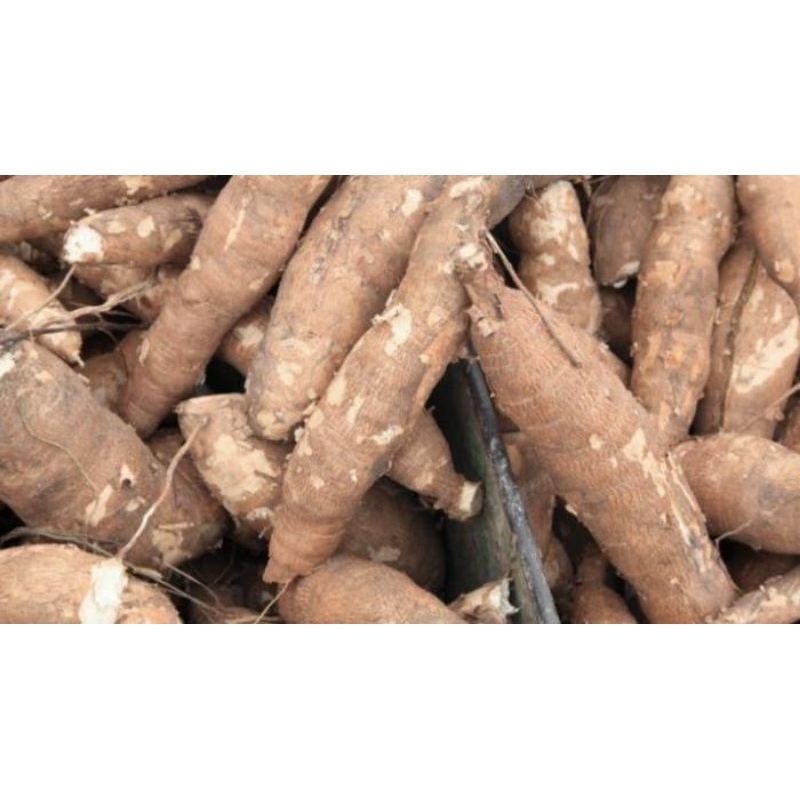 

singkong jalak towo,singkong mentah 1kg