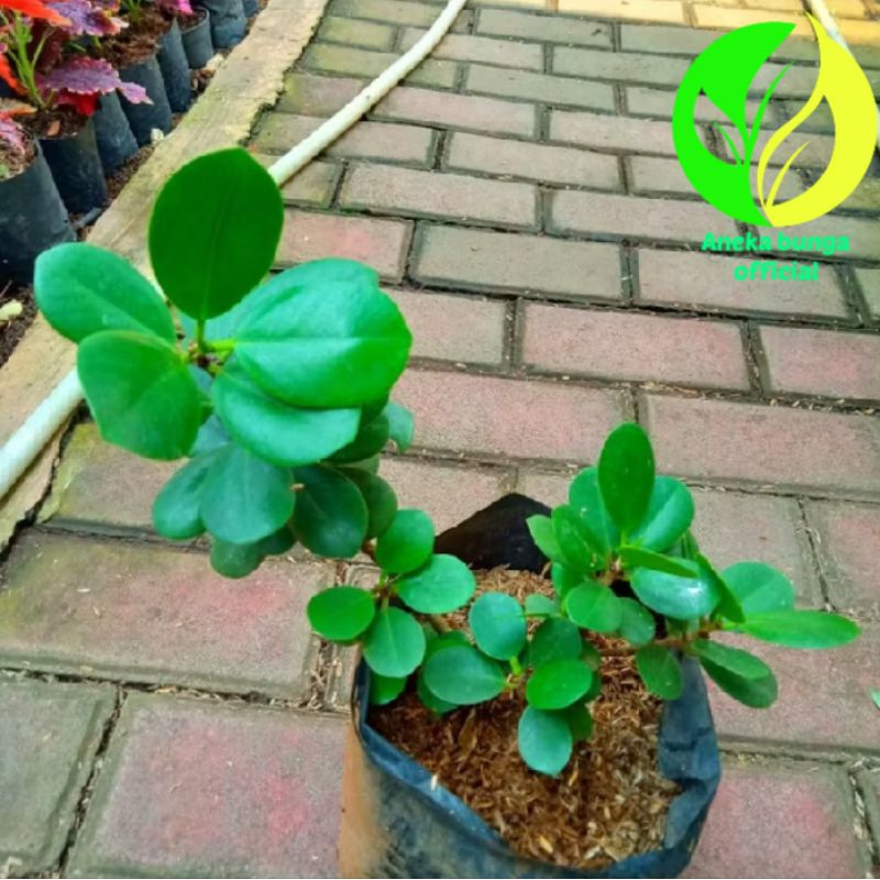 POHON BERINGIN KOREA BAHAN BONSAI / TANAMAN BONSAI BERINGIN KOREA