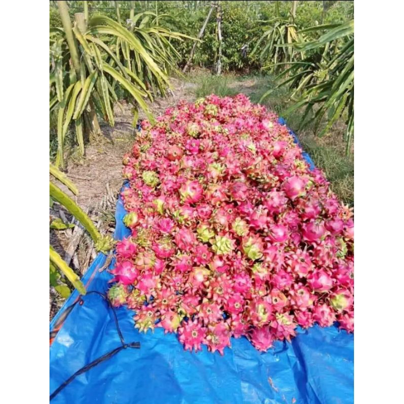 

bibit buah naga merah manis di ambil dari batang yang sering berbuah