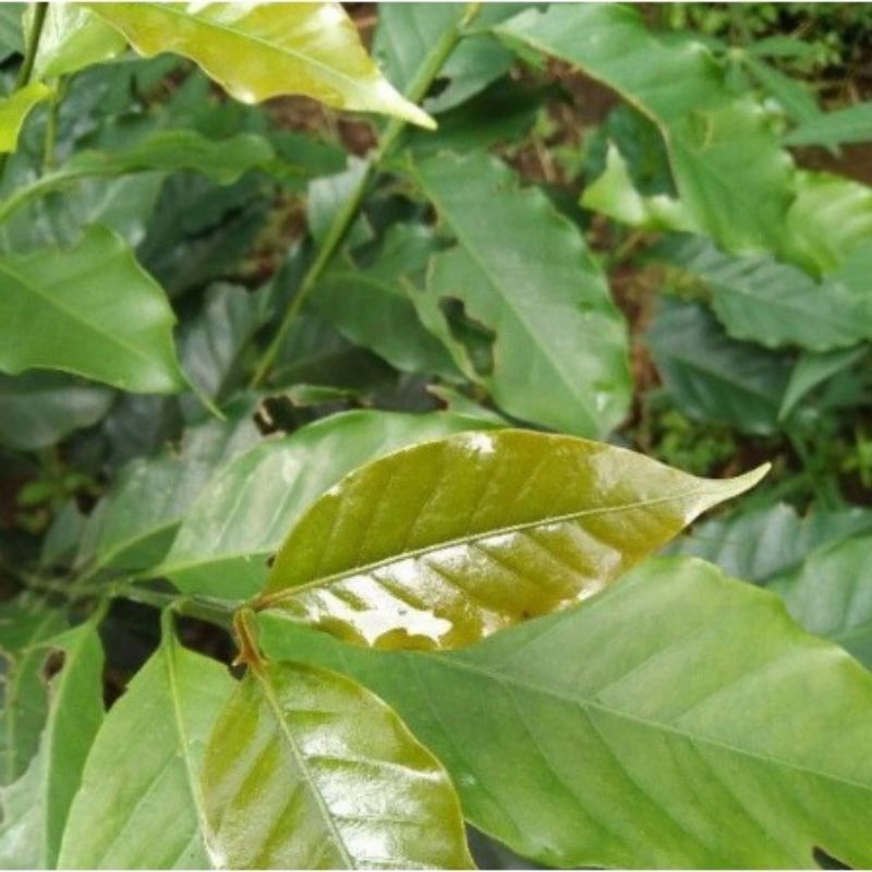 

Paket hemat 250g daun kopi segar