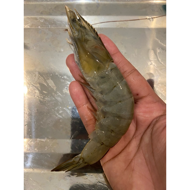 

Udang Vaname Besar 250gr