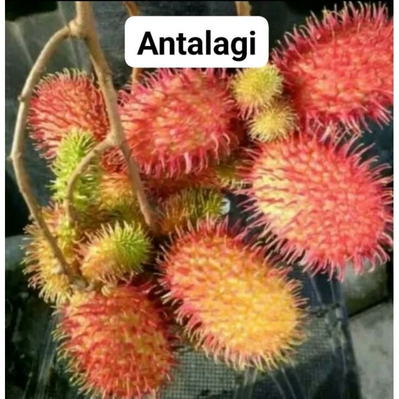 Bibit Rambutan Antalagi Hasil Okulasi / Cangkok