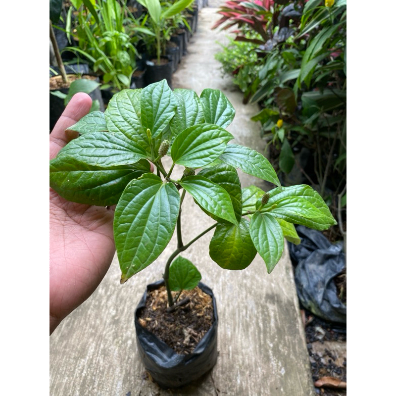 Cabe Jawa, Bibit Tanaman Cabe Jawa Berkualitas