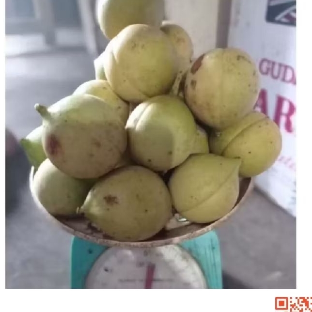 

Pala mentah pala segar pres 1kg cocok buat manisan