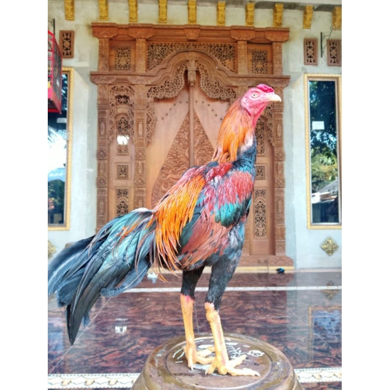 Bangkok selatan wiring kuning