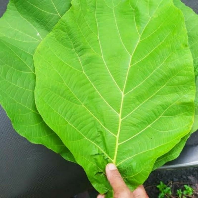 

Daun Jati Fresh