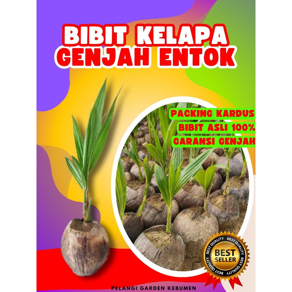 CEPAT PANEN.. Benih Kelapa Entok Asli, Benih Kelapa Entok Anakan, Benih Kelapa Entok Anak