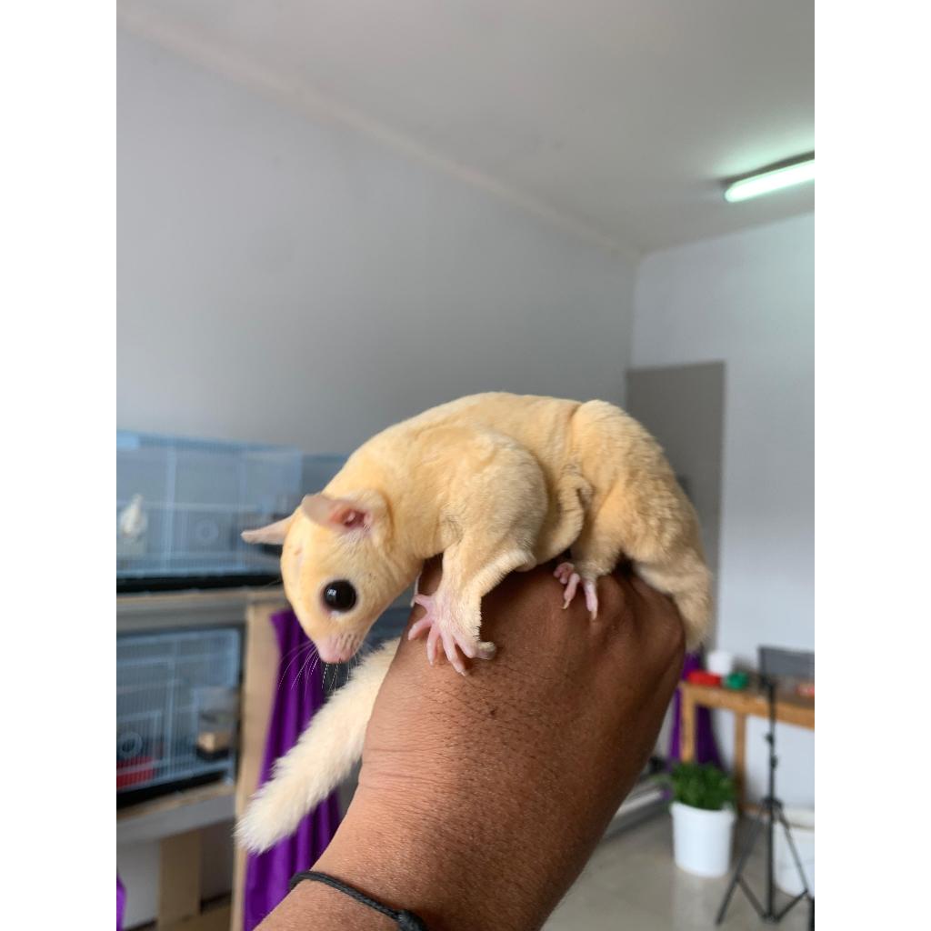 Petaurus breviceps / sugar glider mosaic mozaik Joey