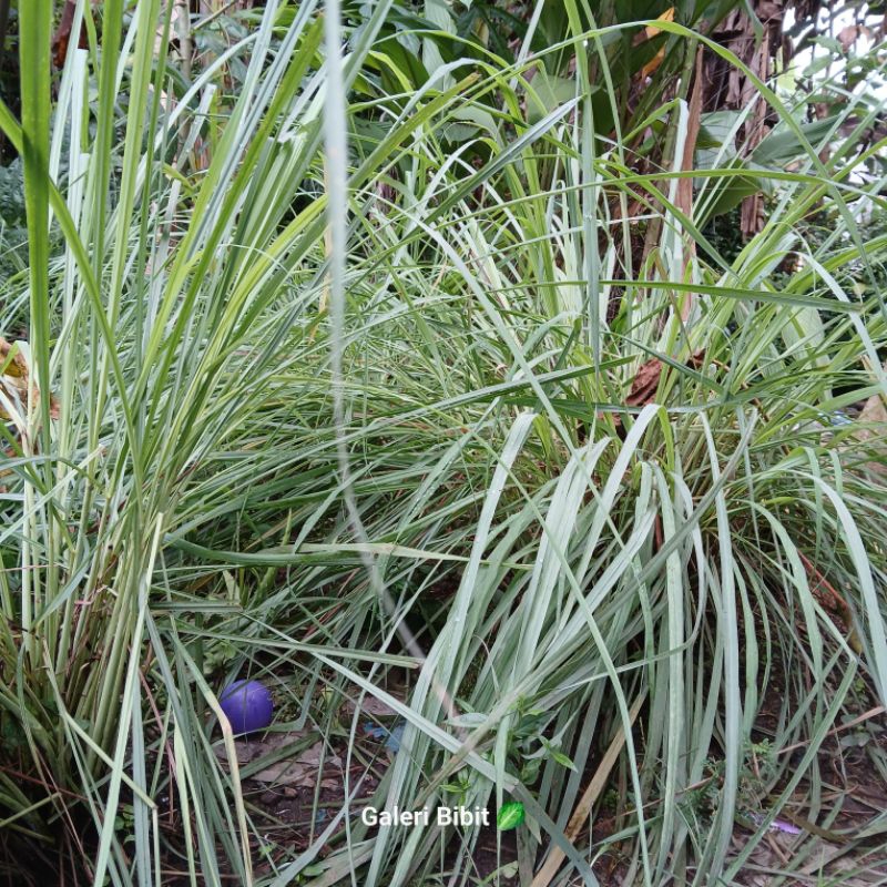 

10 batang sereh Putih Masak di ambil langsung dari kebun