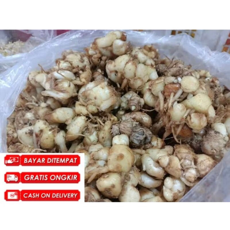 

kencur segar dan fresh 1kg