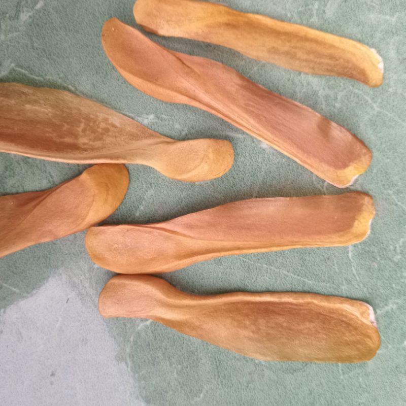

Jual buah mahoni atau bijinya per 50 lembar