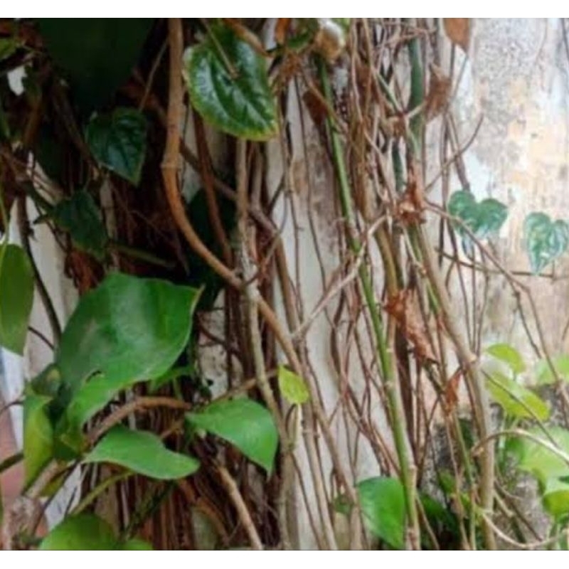 

Batang sirih hijau segar batang sirih 200 gram