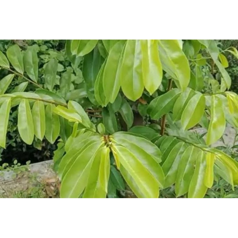 

Sepesial daun sirsak herbal presh segar 100 lembar