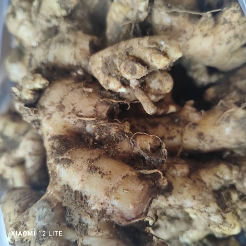 

jahe emprit segar 500 gram