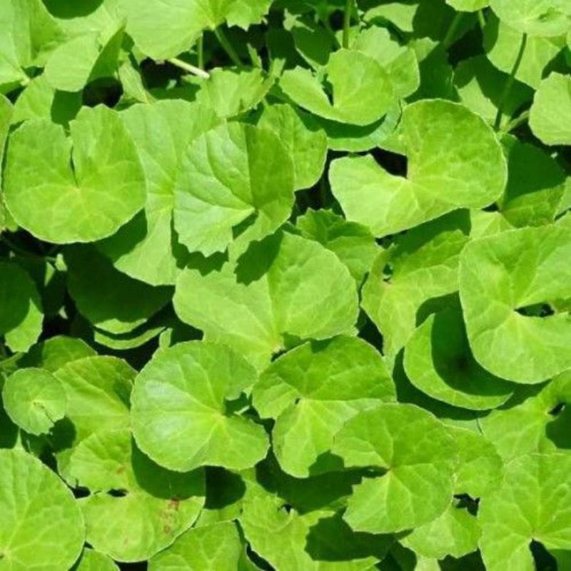 

daun pegagan segar baru petik 50 gram