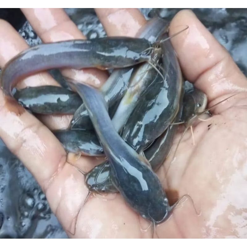 BIBIT LELE SANGKURIANG UKURAN 8-9 CM PER 100 EKOR