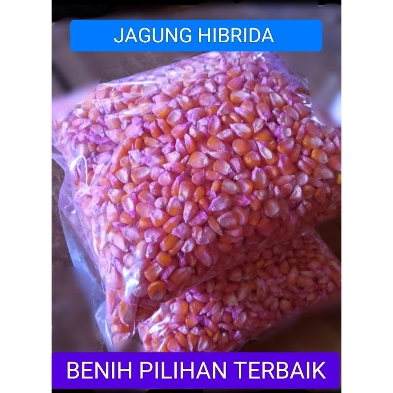 

JAGUNG HIBRIDA 1000 GRAM.DENGAN PILIHAN TERBAIK SIAP TANAM