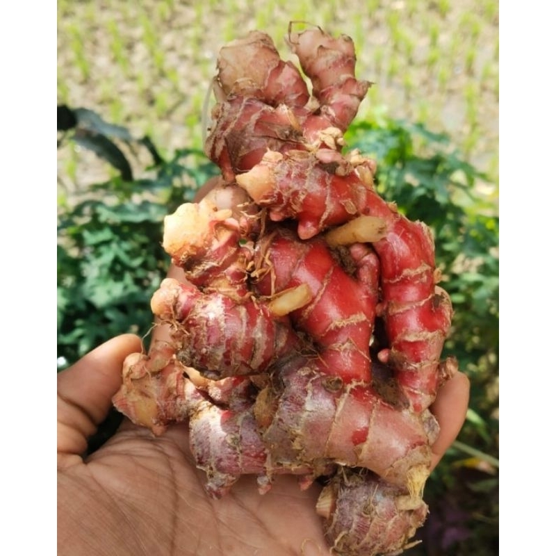 

jahe merah segar original/asli 1kg