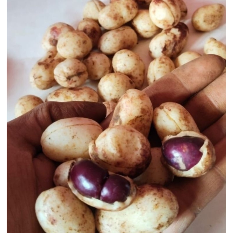 kacang tanah/kacang polong bogor mentah original 1kg