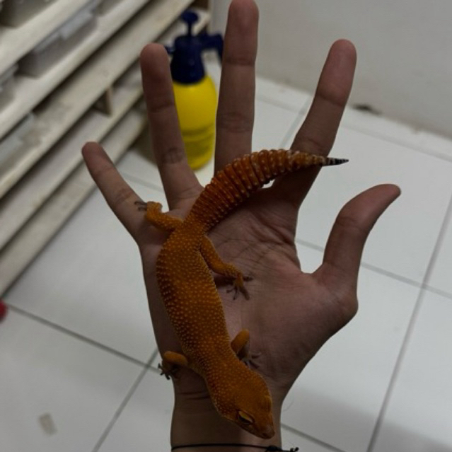 PESANAN SHTCTB H T MERAH PEDES