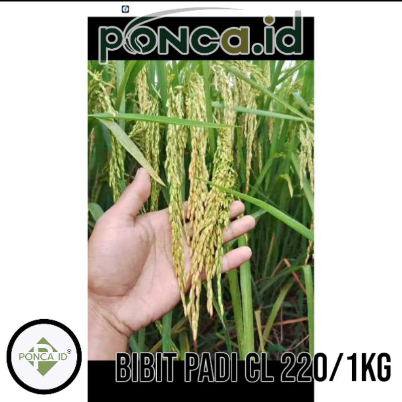 bibit benih padi CL 220 kemasan 1kg