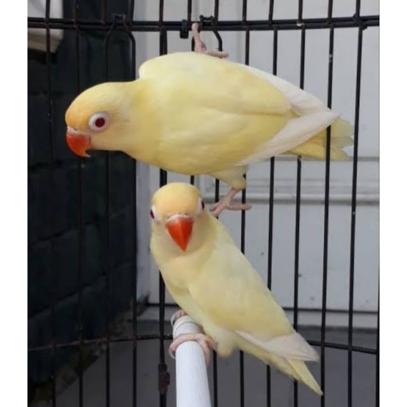 BURUNG LOVEBIRD PARBLUE CREAMINO MATA HITAM SEPASANG