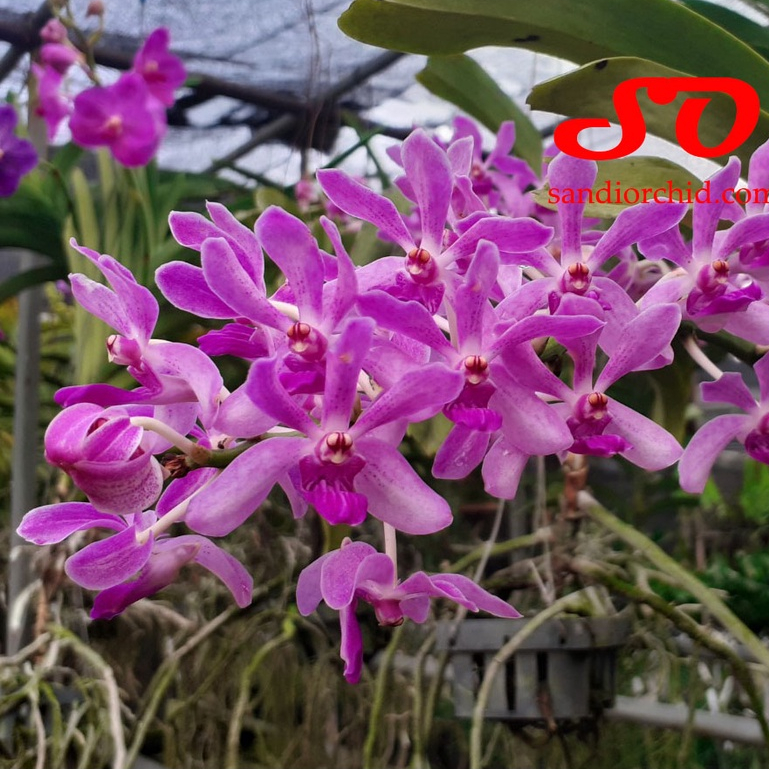 [ DEWASA ] Vandachostylis Azure ( Rhynchostylis gigantea x Vanda coerulea )