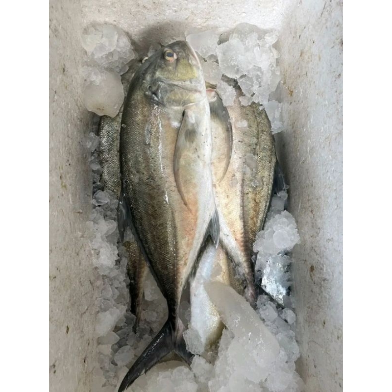 

ikan Kue Lilin segar Ikan hasil laut segar 1kg