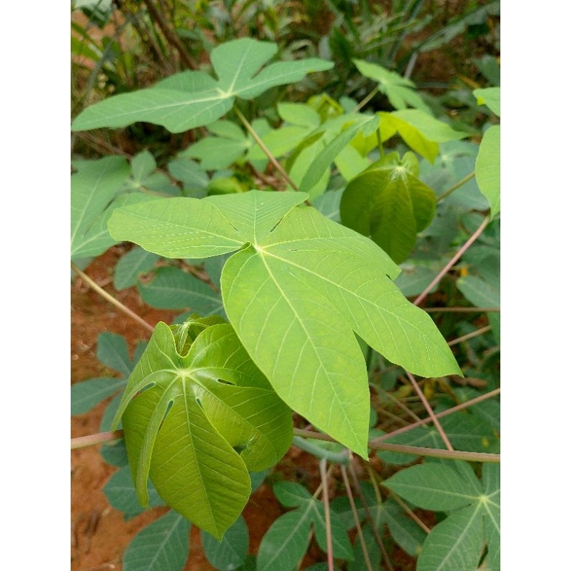 

Daun singkong muda fresh perikat ikat - sayur nusantara