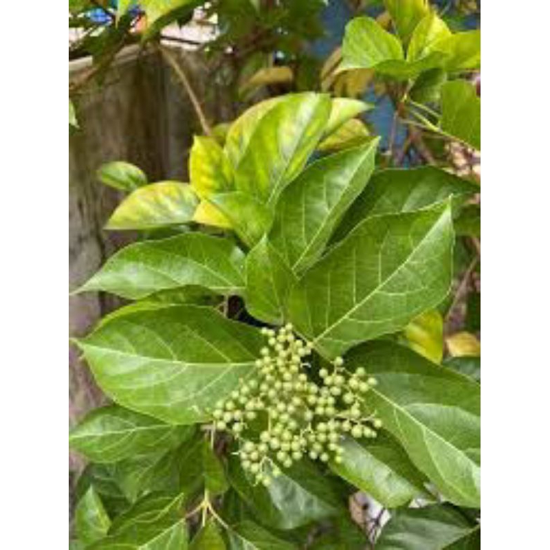 

daun singkil segar/buas buas/harga per lembar/samsul.herbal
