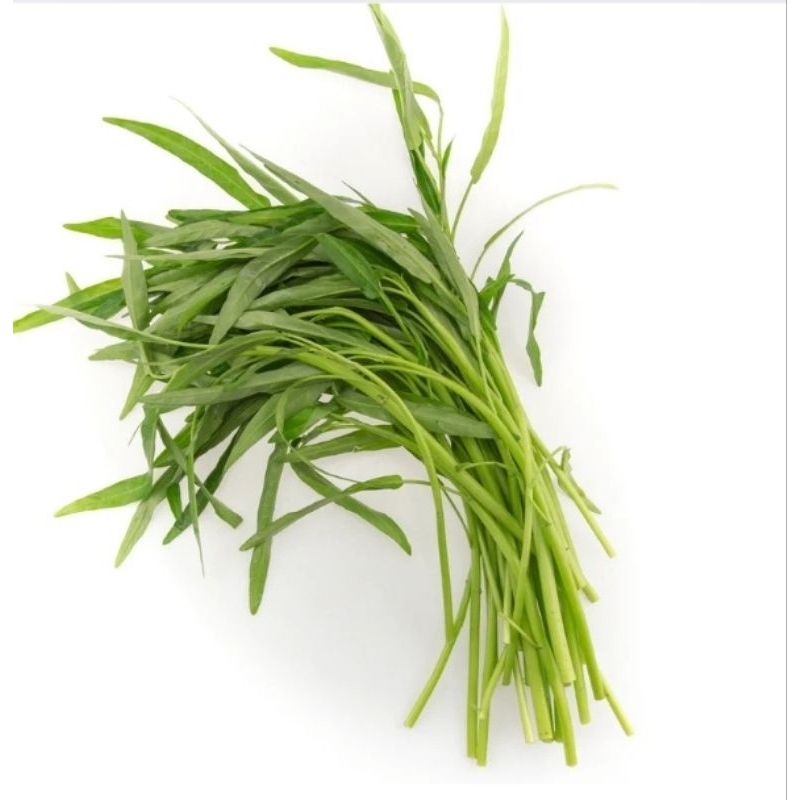 Benih kangkung  ||  Bibit kangkung ||  sayur kangkung  || kangkung