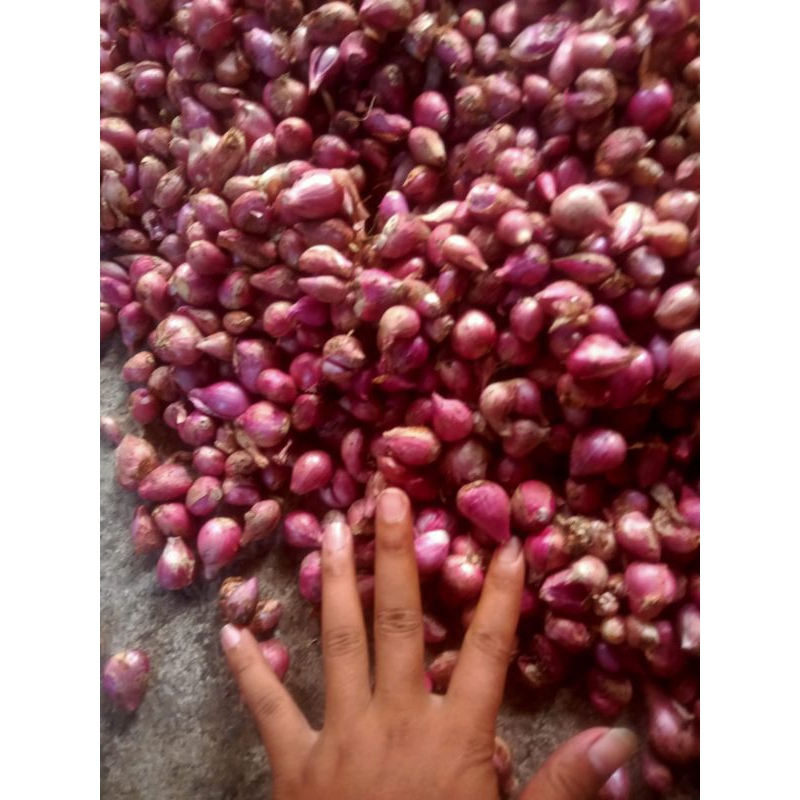 

Bawang Merah Kecil kering termurah