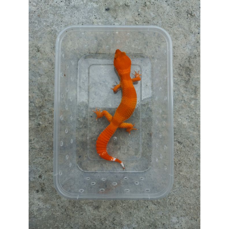 MAINAN GECKO SHTCTB MERAH