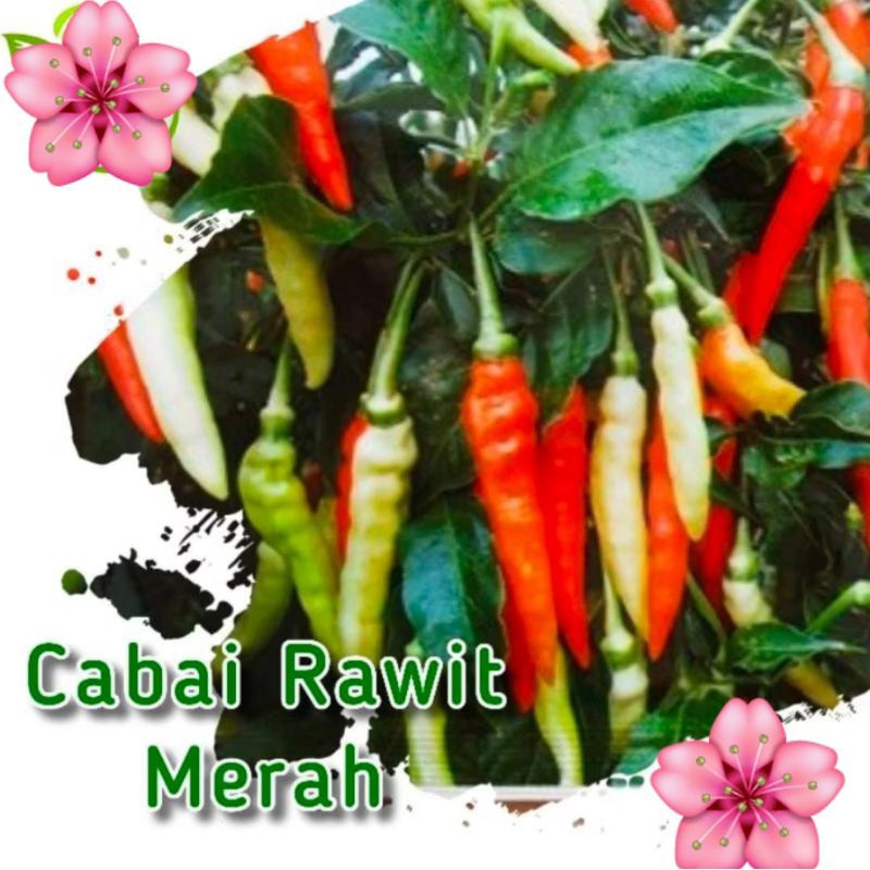 

Cabei Rawit Merah Jual Isi Dalam