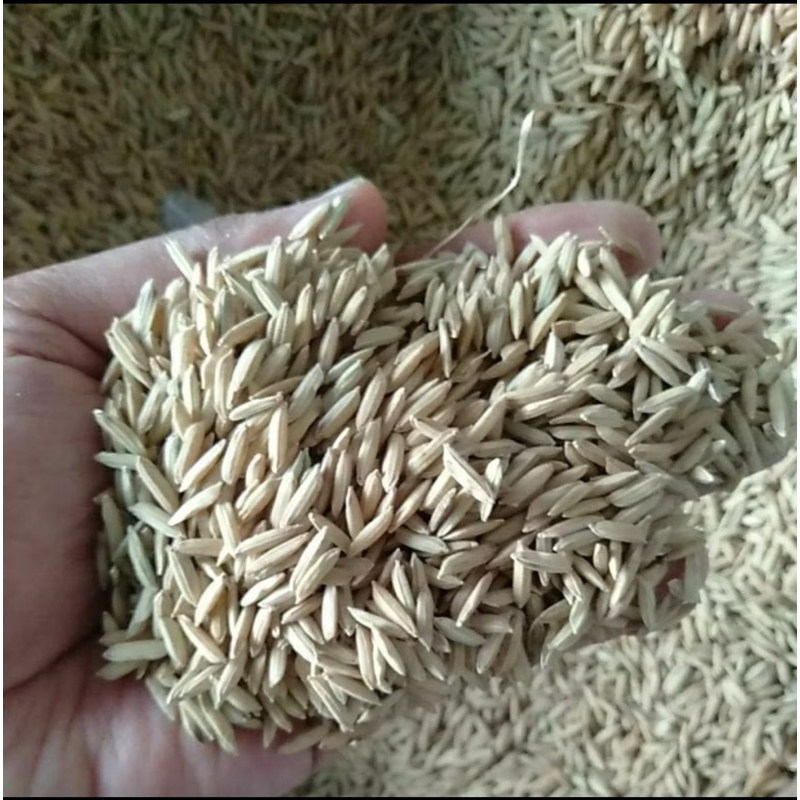 Pakan Burung finch Gabah Padi Pakan 1KG