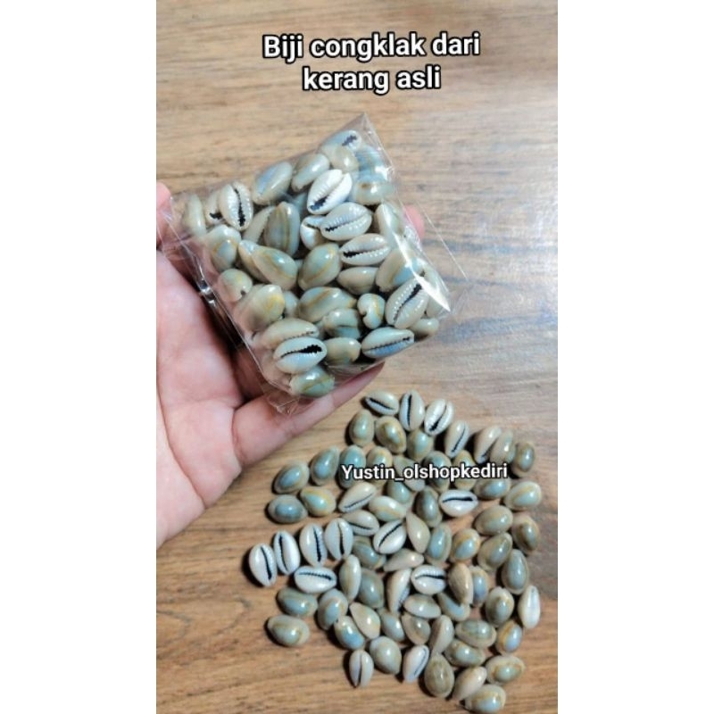 

biji congklak kerang asli isi 100 biji/ kerang asli 70 gram