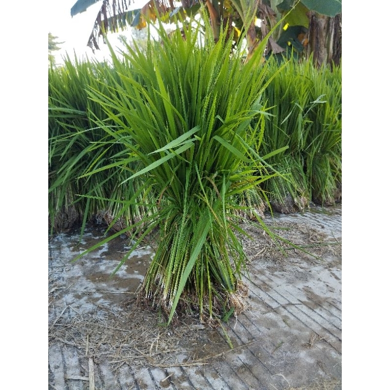 jual bibit padi siap tanam 500grm