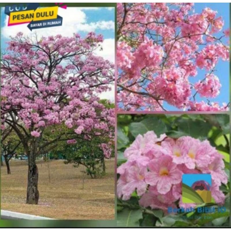 bibit bunga tabebuya pink 1meter